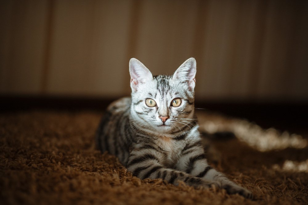 Photograph by Елена Молчанова