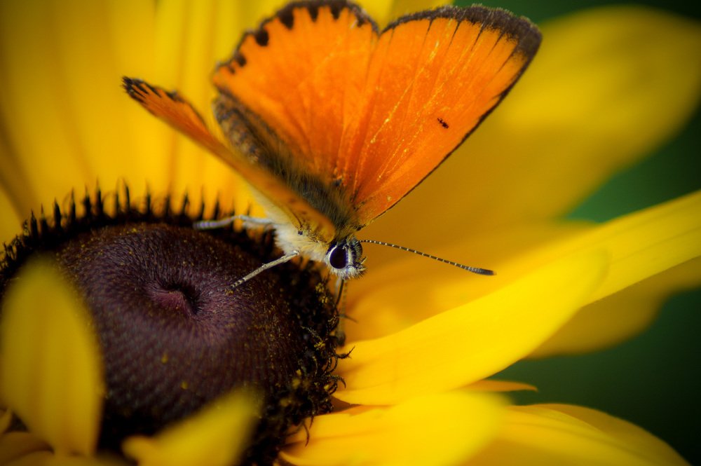 Photograph by Сергей Забиякин