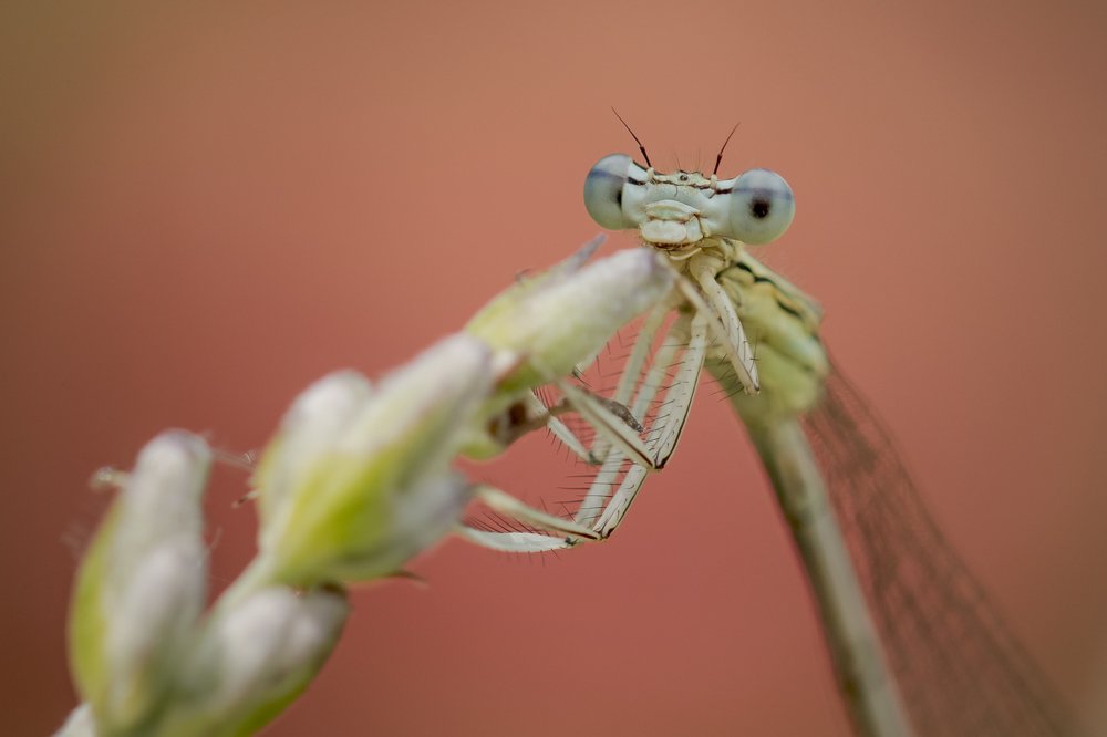 Photograph by Nicolae Fanurie Chirobocea