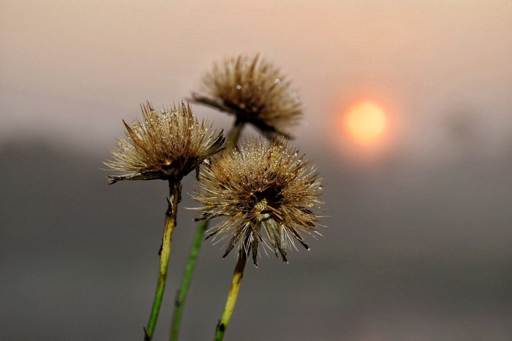 Рассвет над рекой