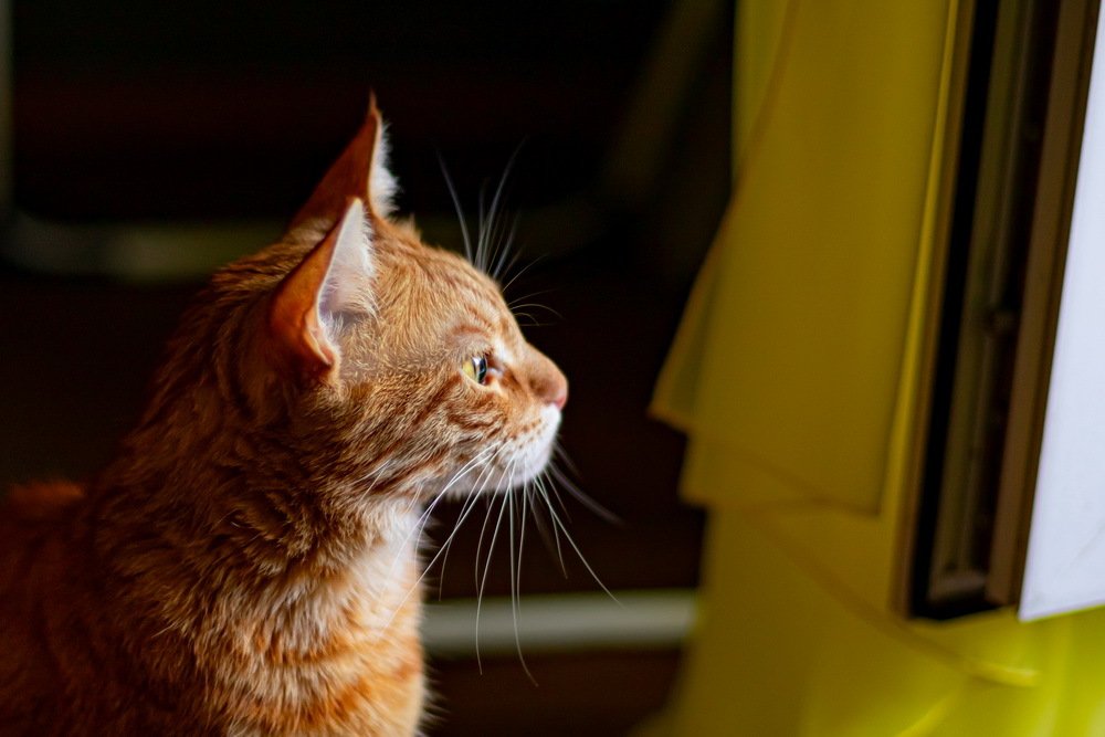 Безмятежность