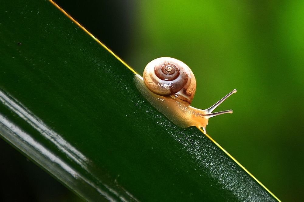 snail.. after the rain 1