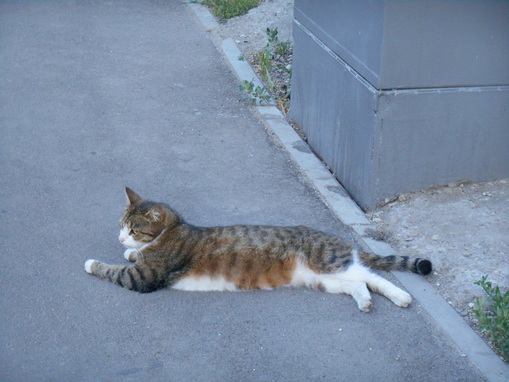 Фотография автора Настя Каляндра