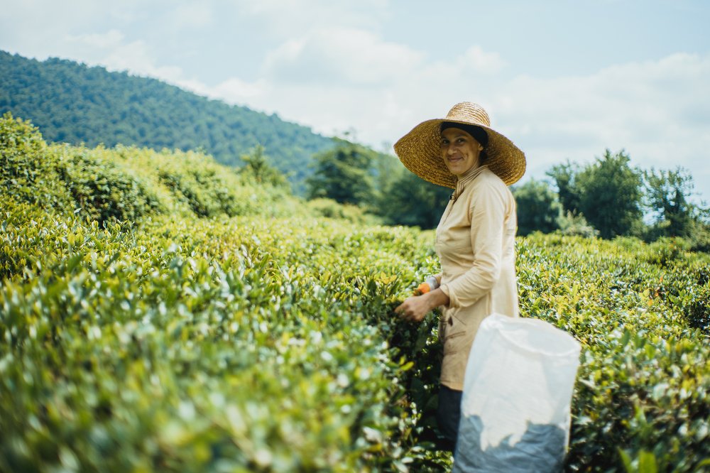 Tea plantation worker