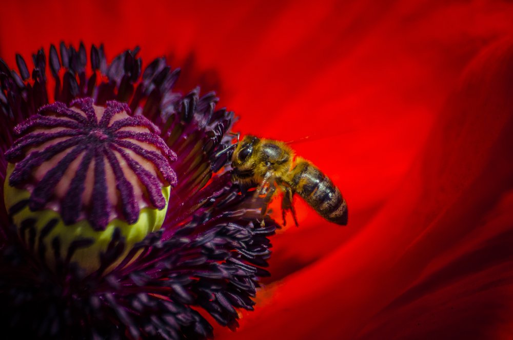 пчела в маке