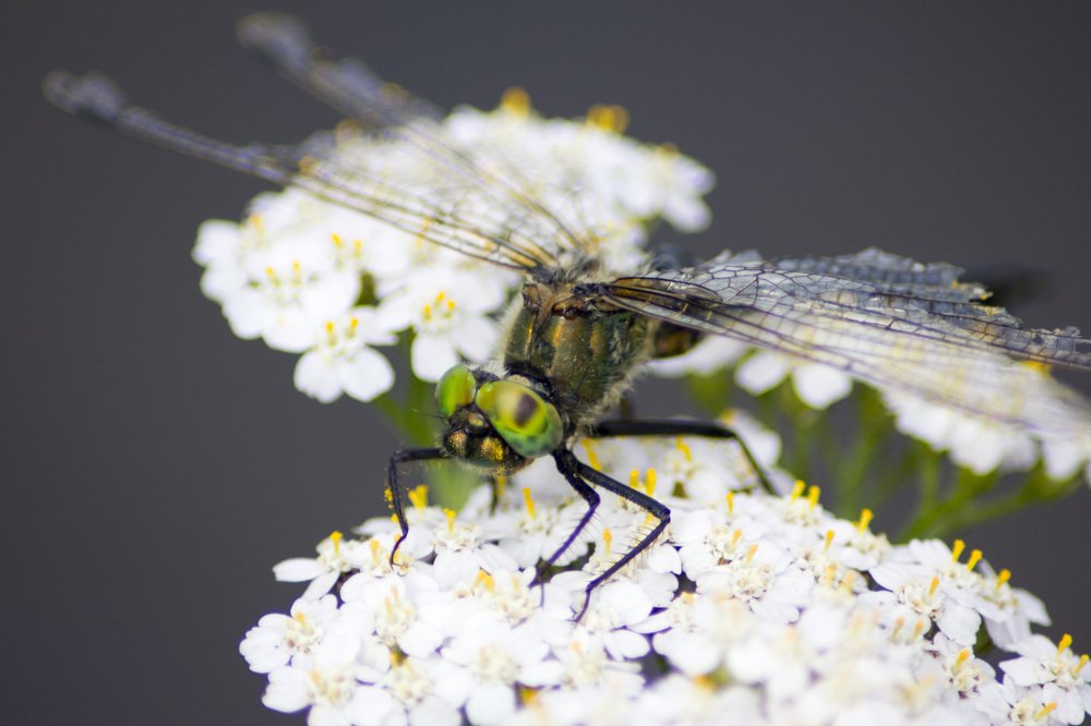 Photograph by Тирская Юлия