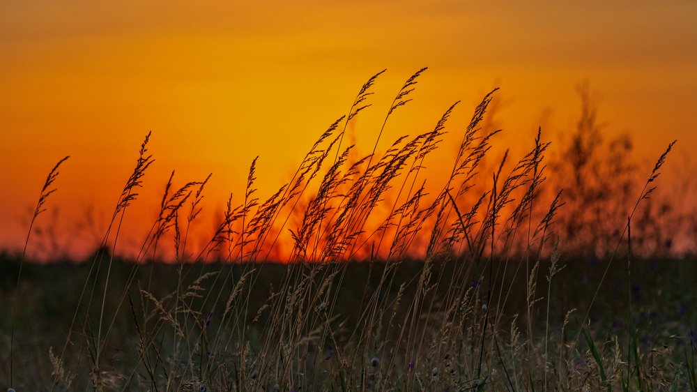 поле пшеницы на закате