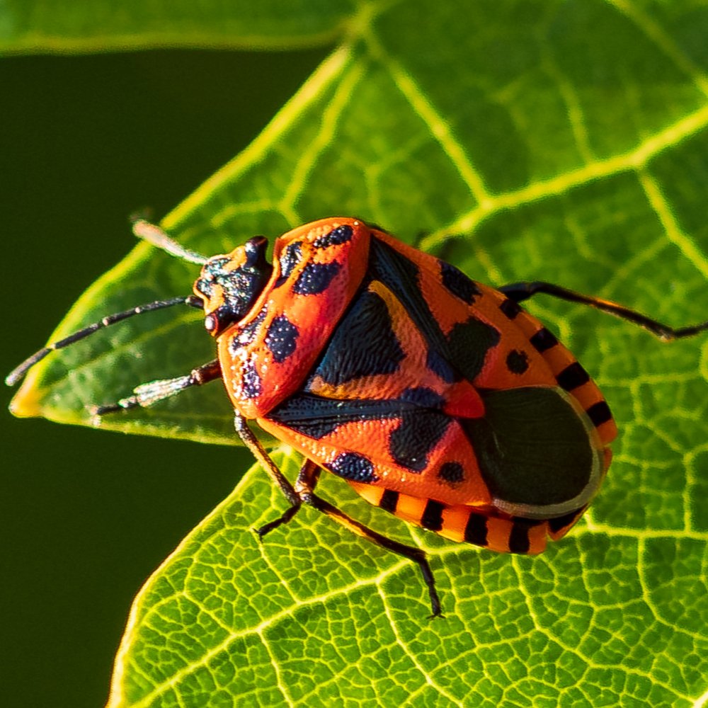 красный жук