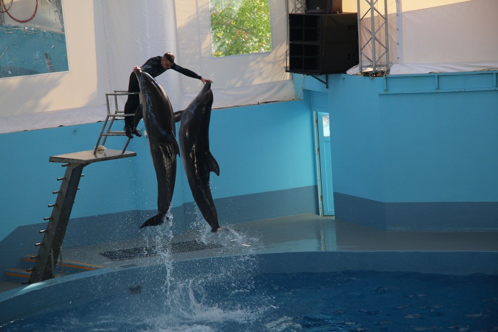 Укротитель