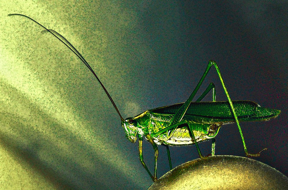 Встреча с кузнечиком