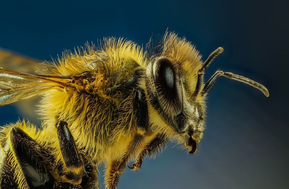 Портрет пчелы