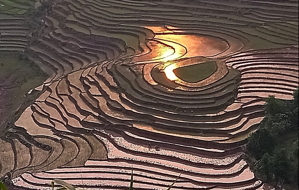 Trái tim Mừng Hum