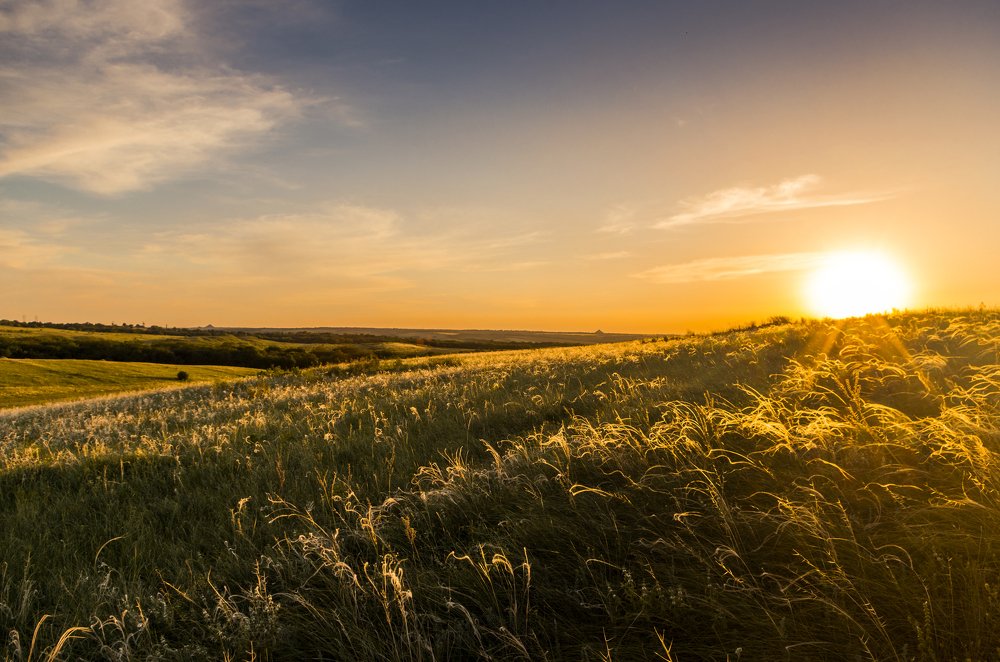 Вечерние травы