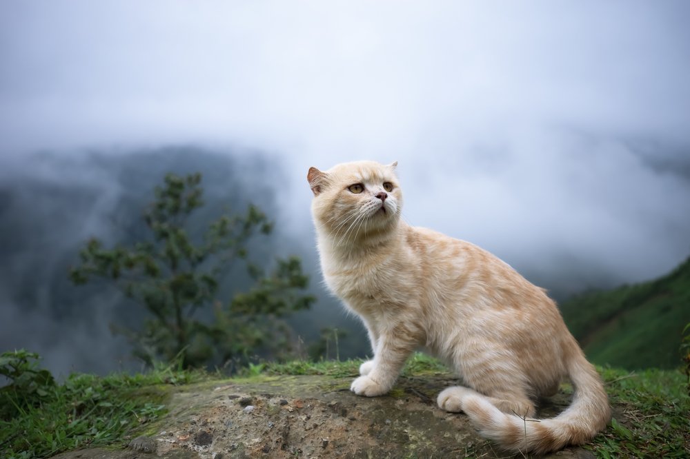 On the Mountain