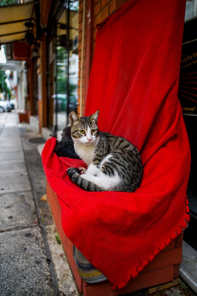 cat at Thessaloniki