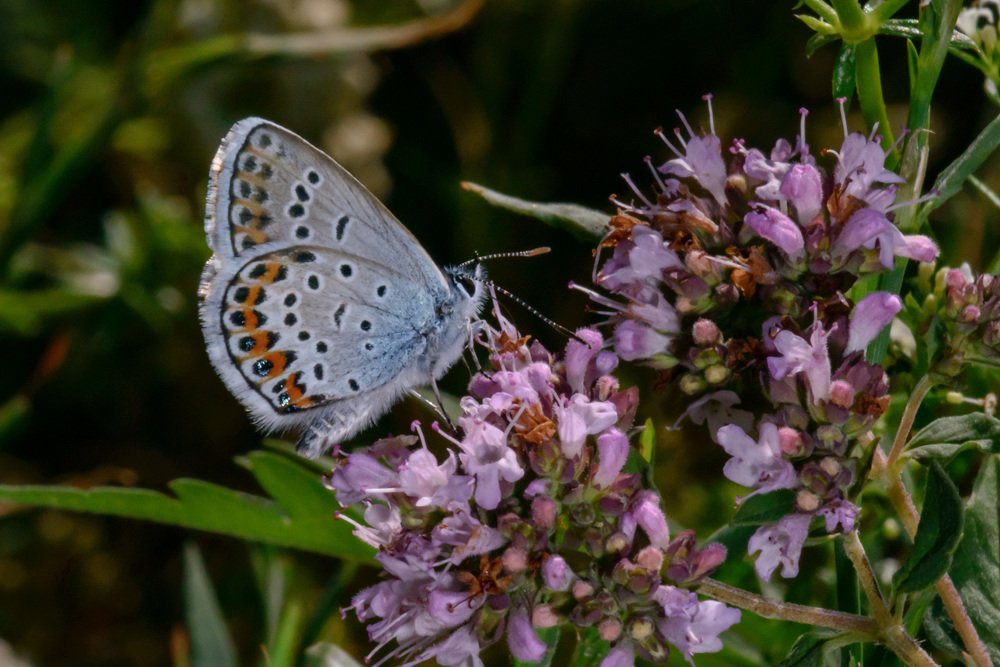 Хрупкая, неземная красота