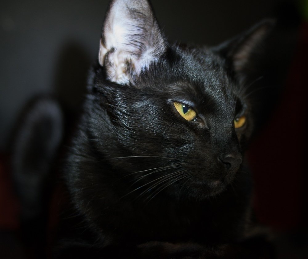 Кот Бегемот