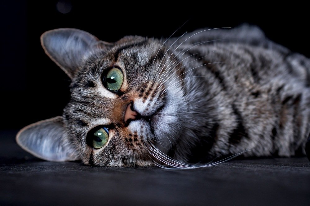 Photograph by Ирина Короткова