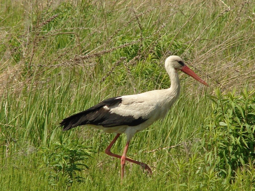 В Поисках мышки