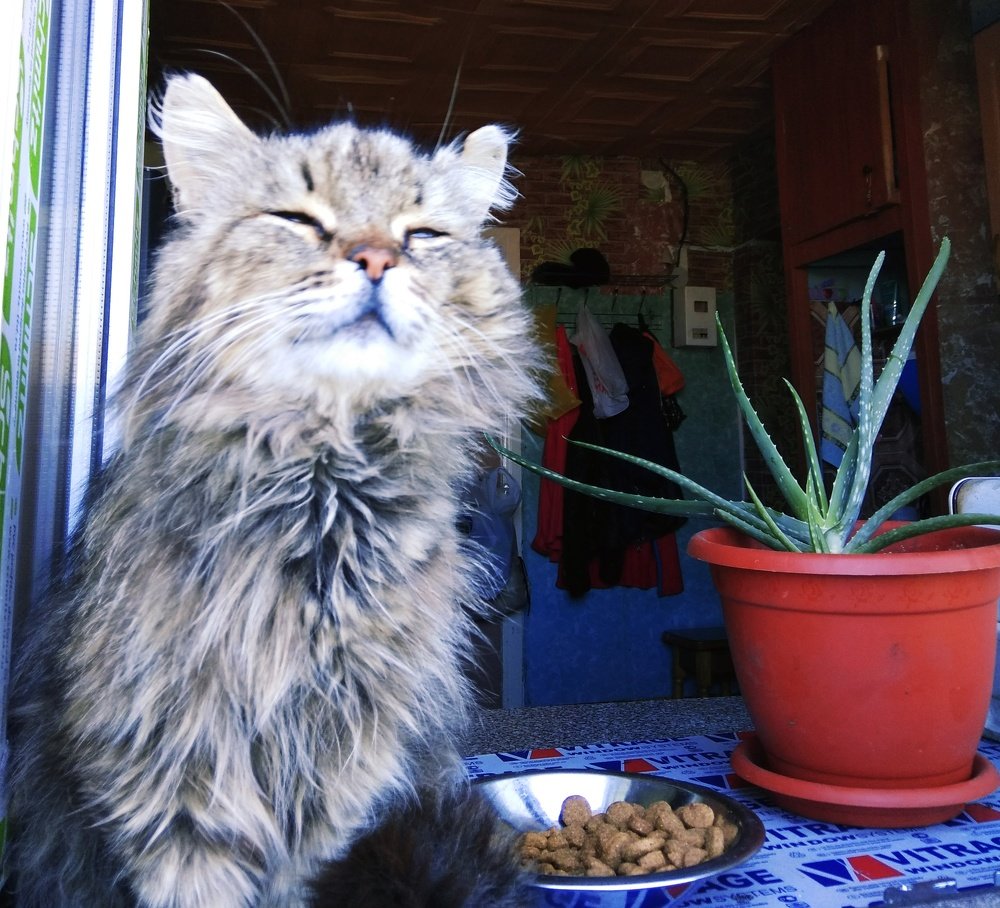 Старый кот Питер