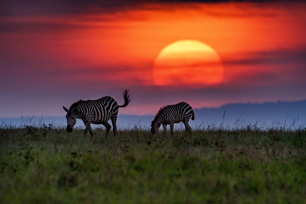 Sunset at Masai Mara