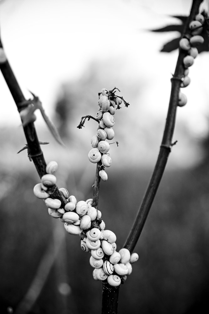 Snails - Улитки