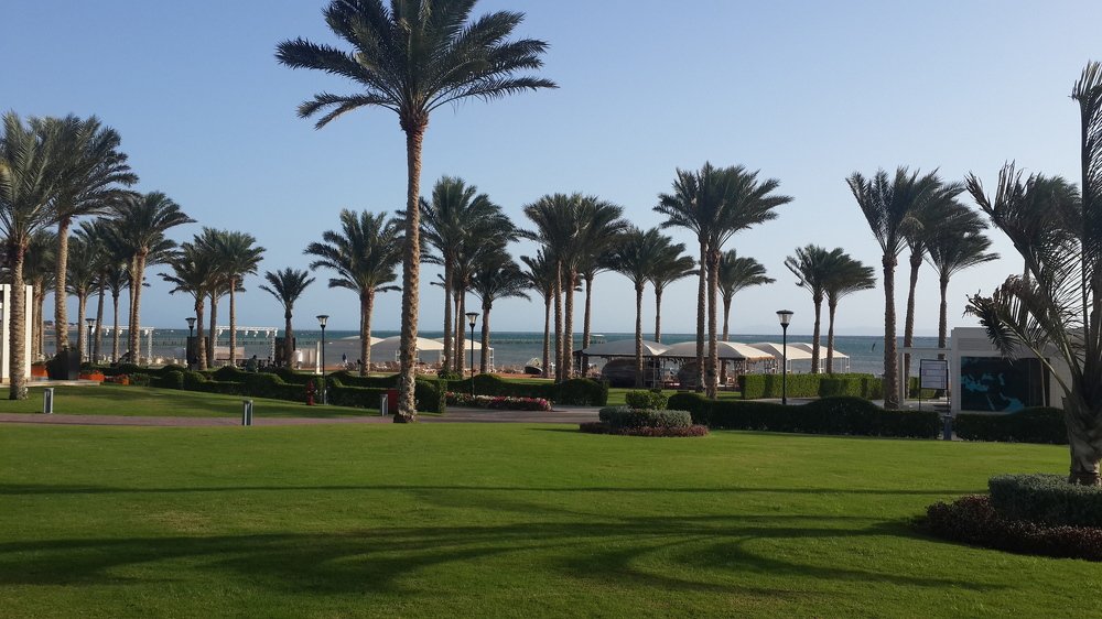 Пальмы -Египет