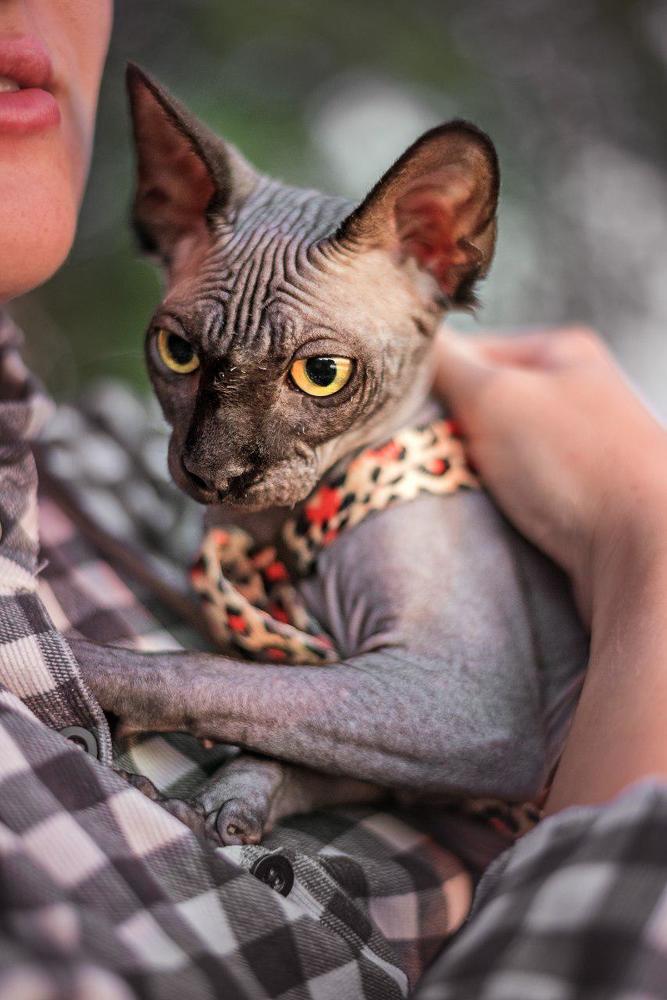 Высоко сижу, далеко гляжу!