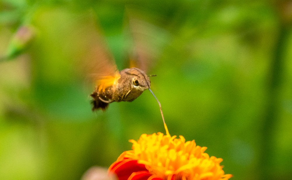 Hummingbird hawk-moth
