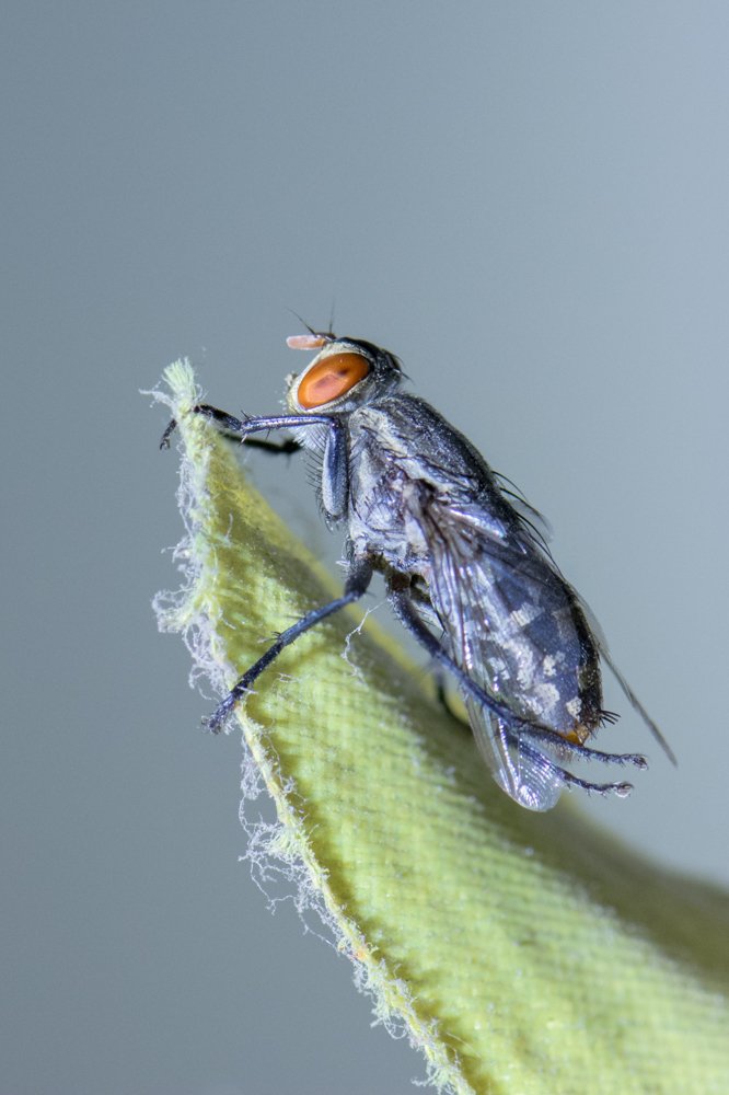 House Fly