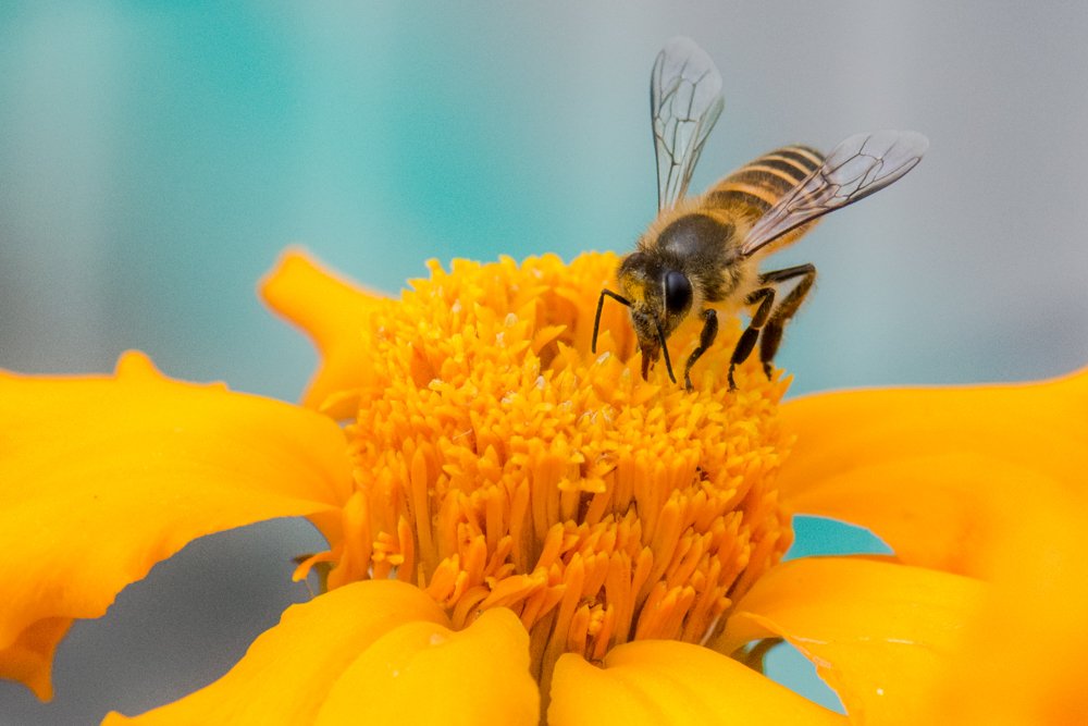 On the Flower