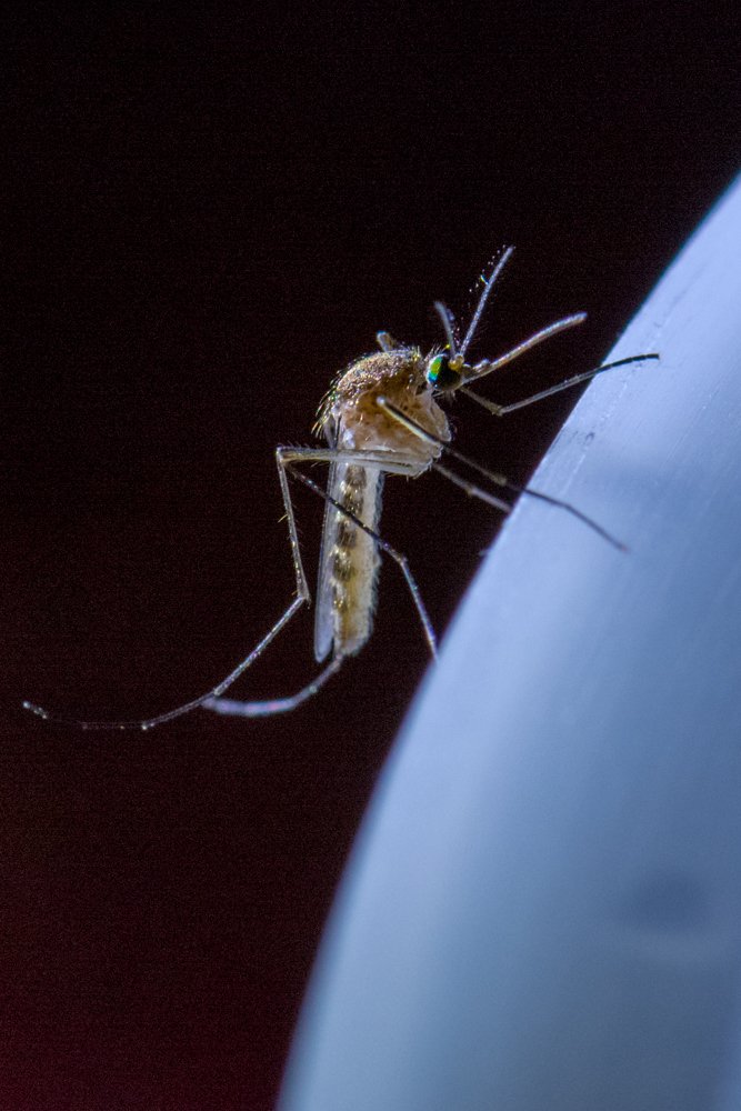 Mosquito