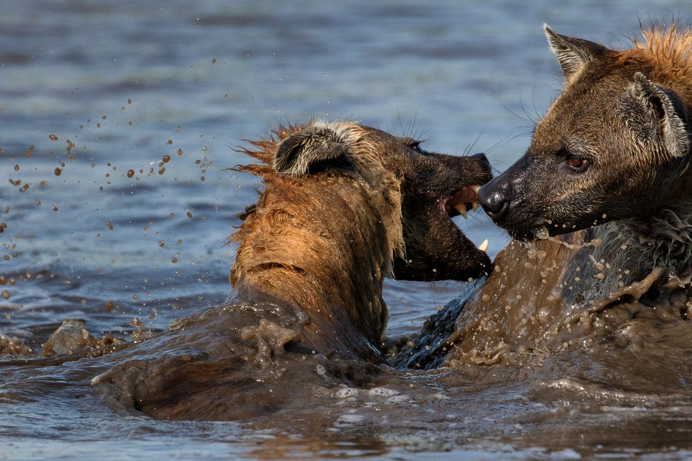 Hyenas playing in the water