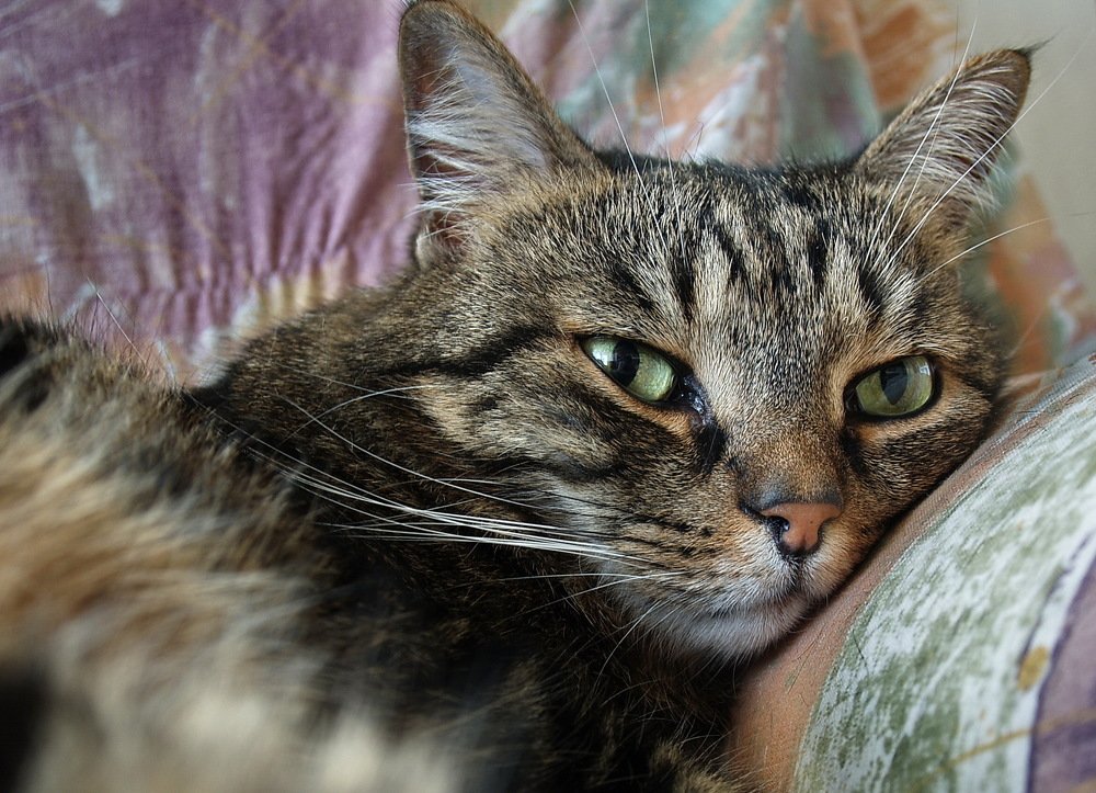 Photograph by László Horváth