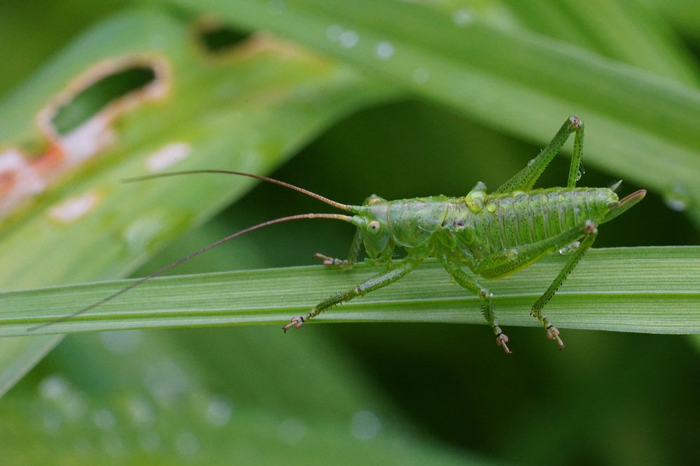 Tettigonia viridissima - кузнечик обыкновенный