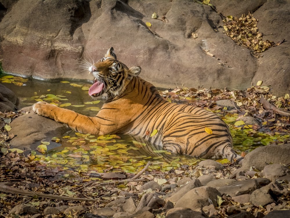 Yawning of a Tiger