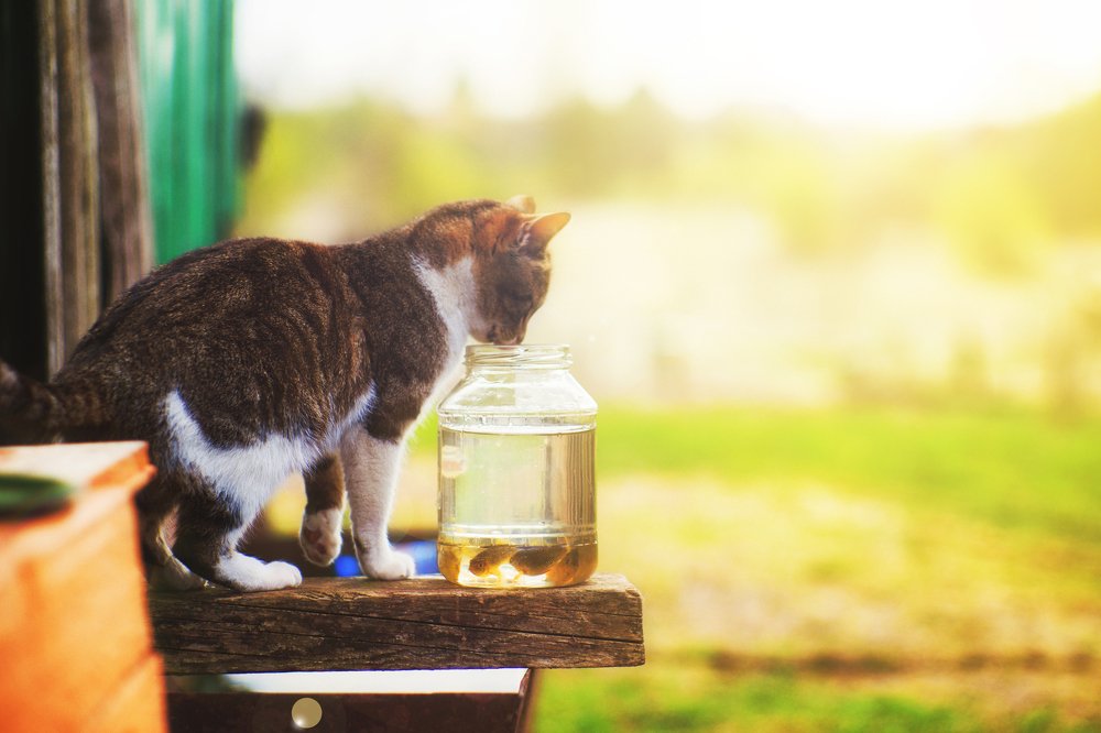 Рыбак Василий