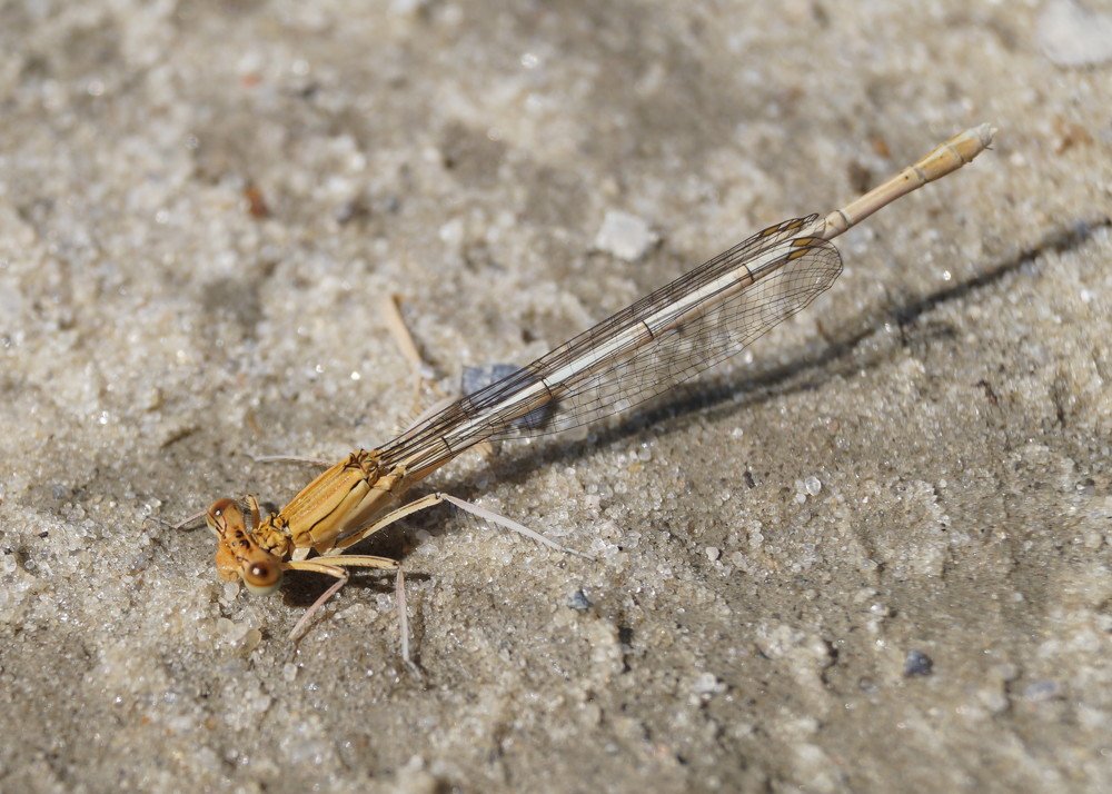 Dragonfly
