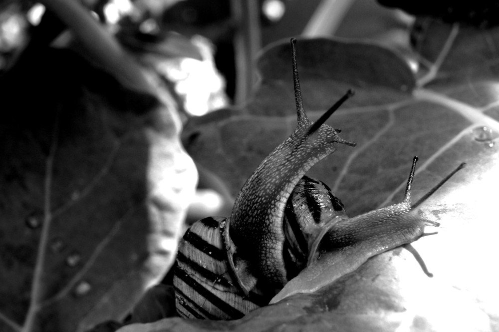 Snails.