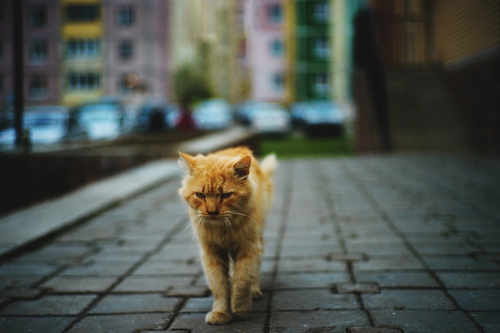 Главный на районе