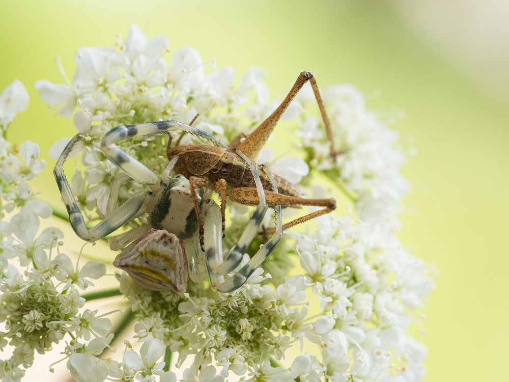 thomisidae con preda