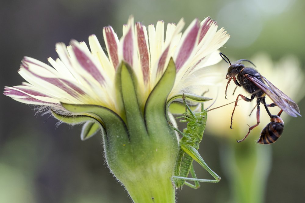 la vespa ed il grillo