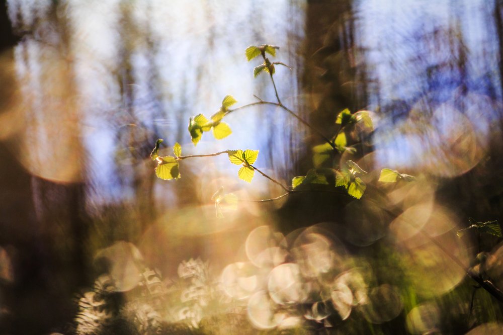 Новая весна