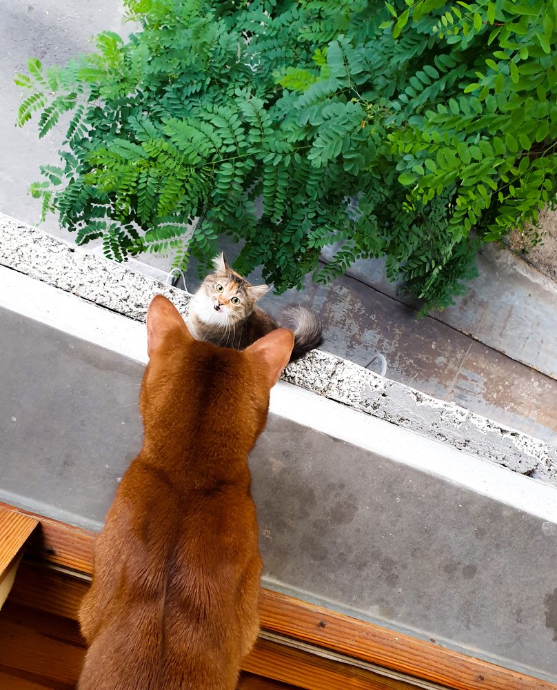 "Два символа жизни"