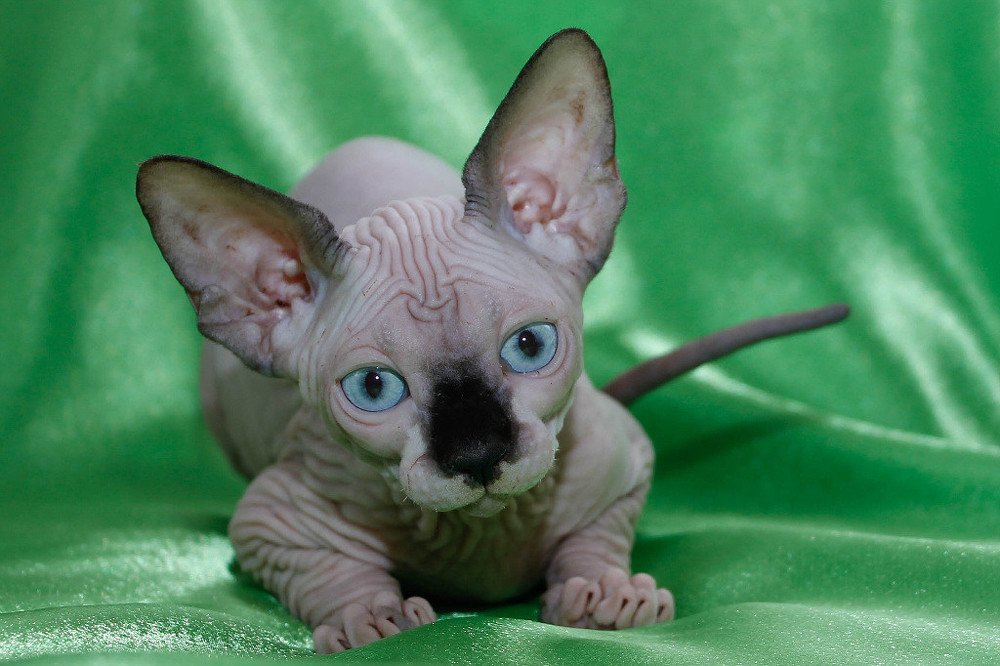 Фотография автора Ольга Гордеева