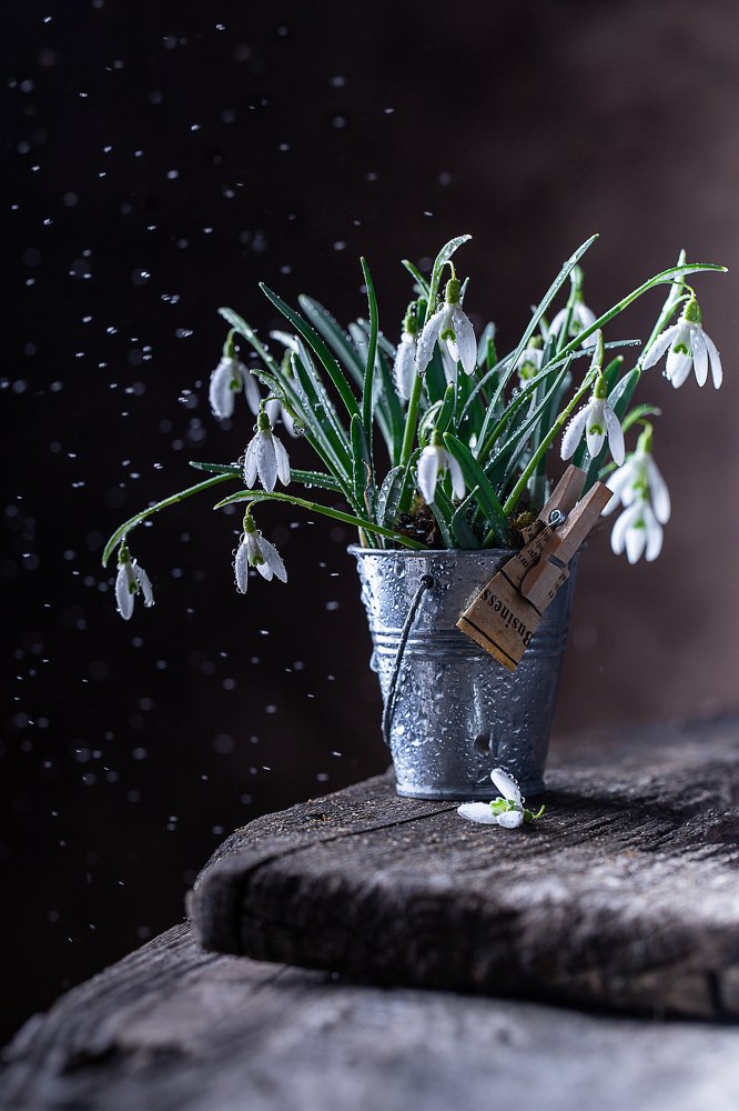 подснежники