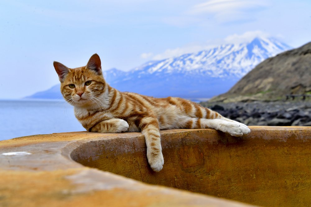 Скромный царь дальних рубежей