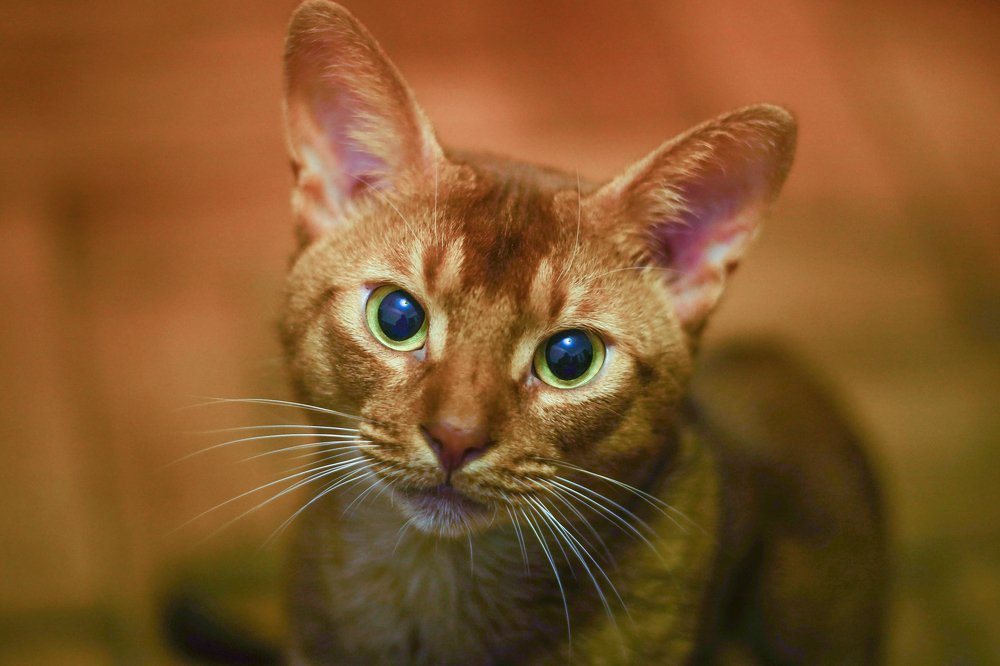 Привлекательный взгляд абиссинца