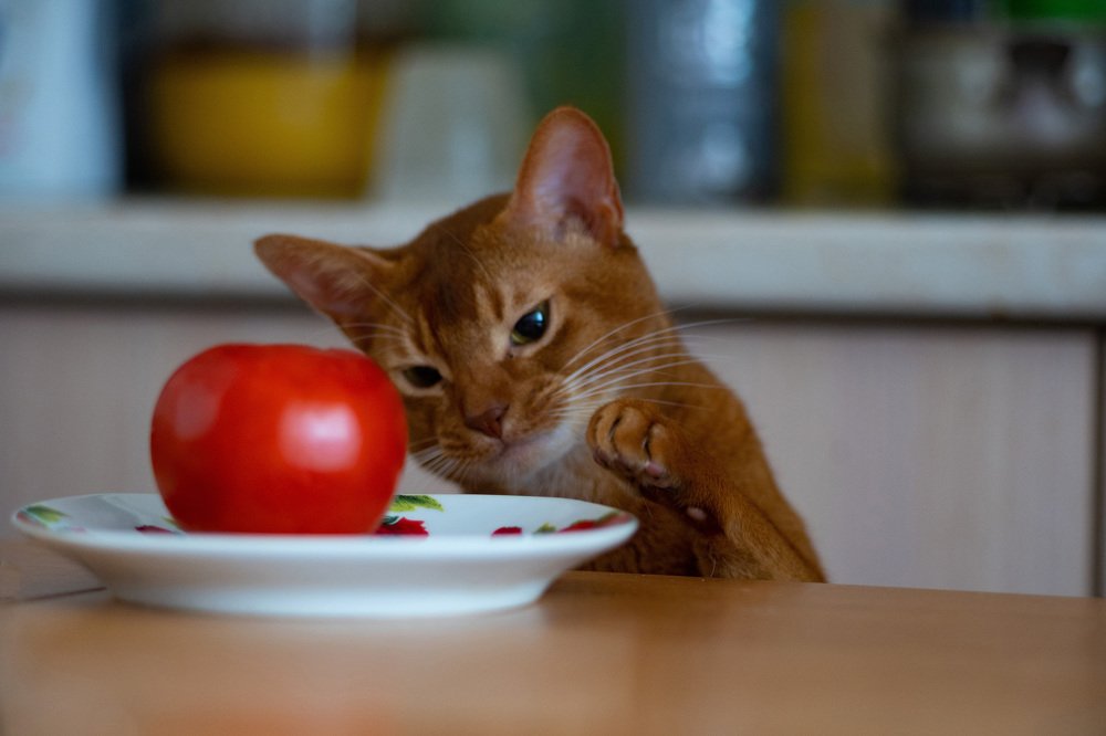 Марсик любит помидоры