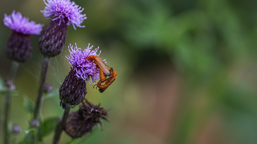 Пожарники на репейнике